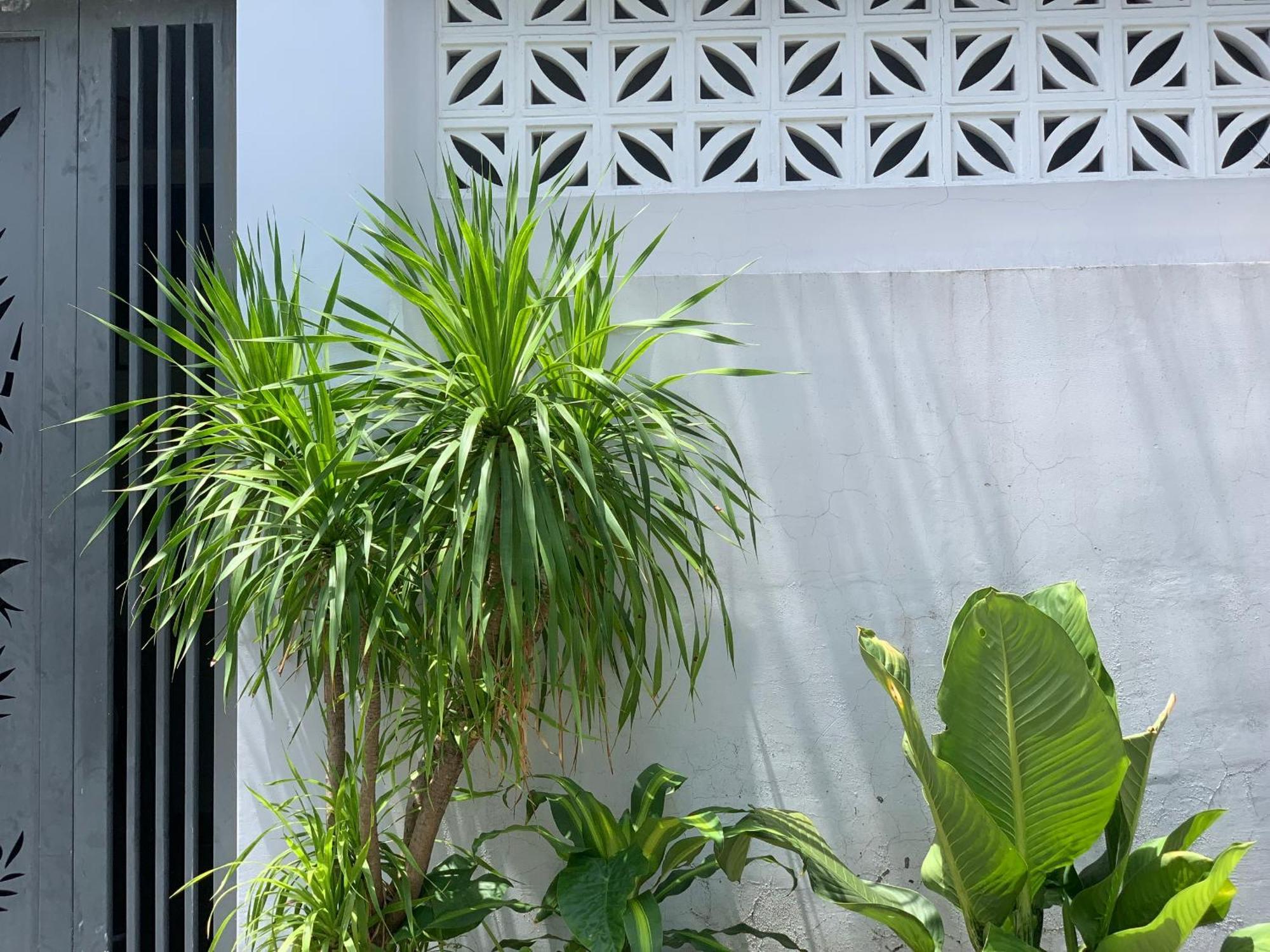 Tina House Apartment Danang Exterior photo